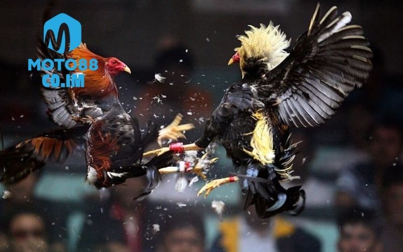 Đá Gà Thomo Trực Tiếp: Bí Quyết Xem Không Bị Giật Lag 2 đá gà thomo trực tiếp